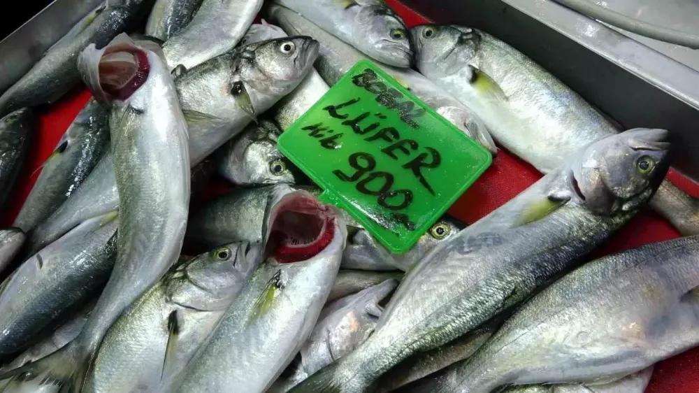  Lüfer Balgı Sıra Dışı Bollukta